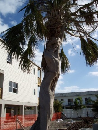 These two trees were located in Marathon, Florida