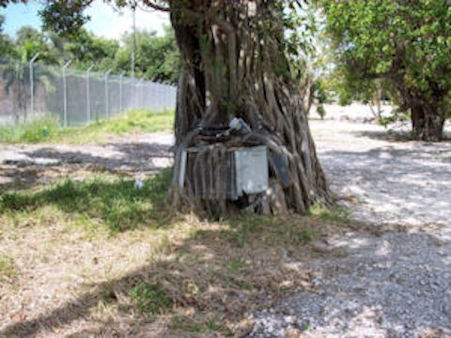 Tree located on Stock Island, Florida