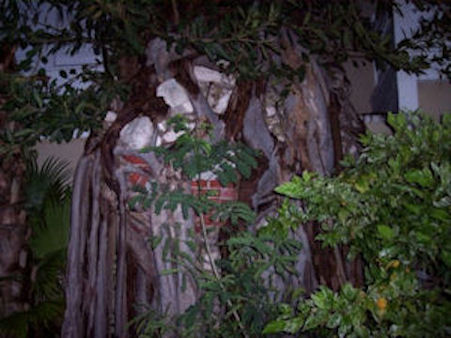 Overgrown wall found at the Pierhouse Resort in Key West Florida