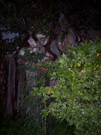 Overgrown wall found at the Pierhouse Resort in Key West Florida