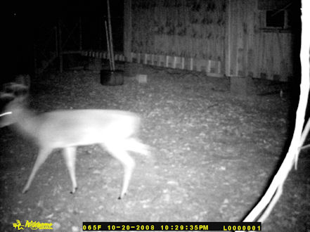 A buck feeding at my house at night.