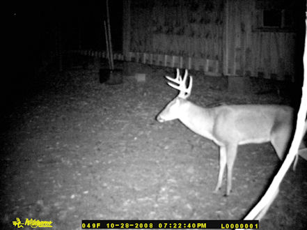 A buck feeding at my house at night.