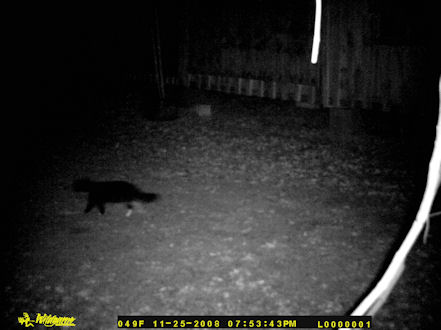 A cat passing through at my house at night.