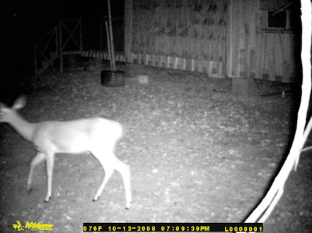 A doe feeding at my house at night.