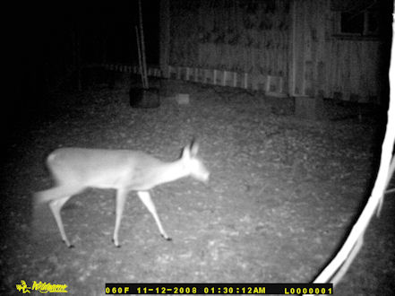 A doe feeding at my house at night.
