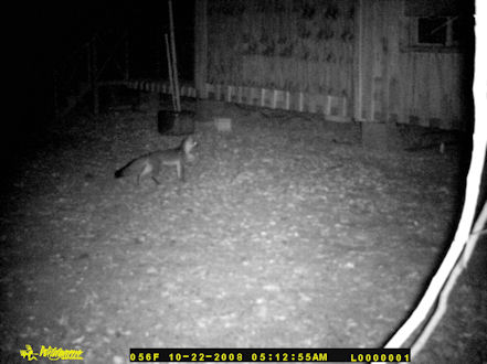 A fox passing through at my house at night.