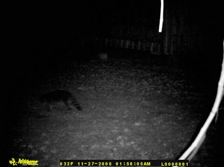A raccoon passing by my house at night.