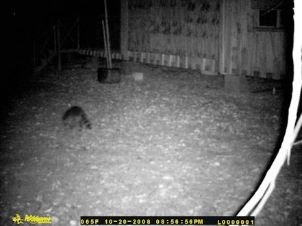 A raccoon passing through at my house at night.