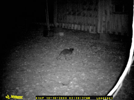 A raccoon passing through at my house at night.