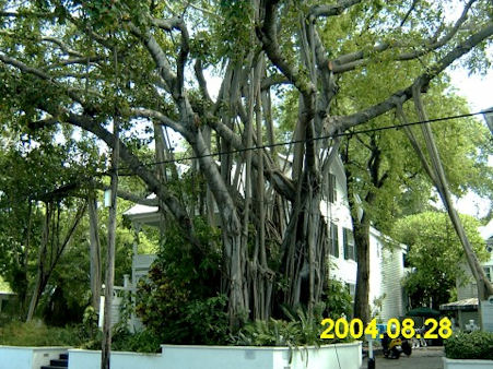 Located in front of the Banyan Tree guesthouse Key West, Florida
