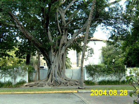 This tree is located in Truman Annex in Key West, Florida