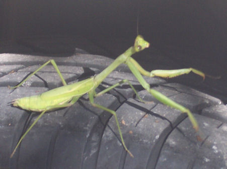 Preying Mantis