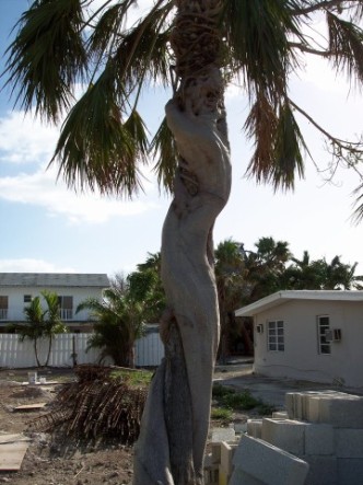 These trees were located in Marathon, Florida