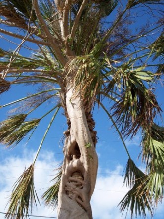 These trees were located in Marathon, Florida
