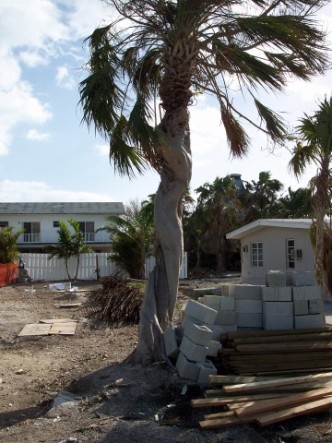 These two trees were located in Marathon, Florida