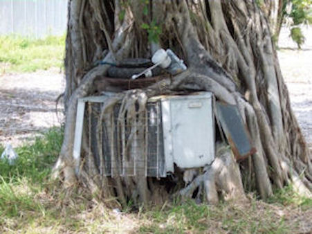 Tree located on Stock Island, Florida