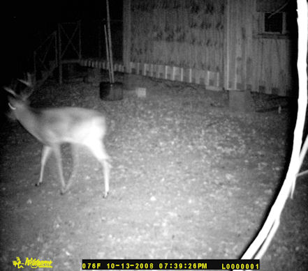 A buck feeding at my house at night.