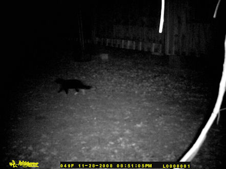 A cat passing through at my house at night.