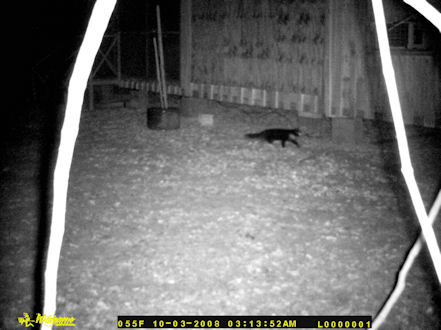 A cat passing through at my house at night.