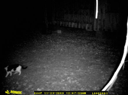 A cat passing through at my house at night.