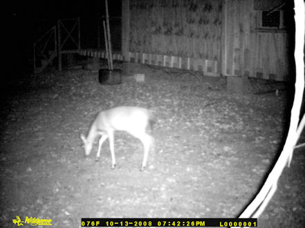 A doe feeding at my house at night.