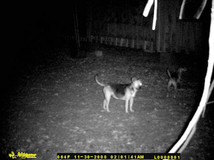 Dogs chasing the other animals away at night.