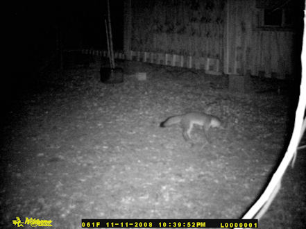A fox passing through at my house at night.
