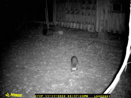 A raccoon pasing by my house at night.