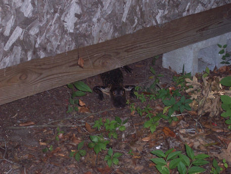 Alligator located on my Parents property, passing through.