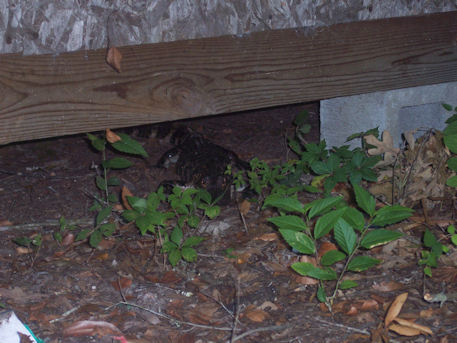 Alligator located on my Parent's property, passing through.