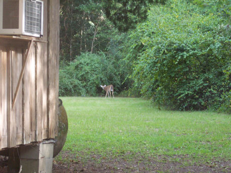 Buck feeding behind my house