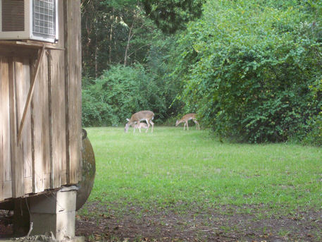 All three feeding behind my house