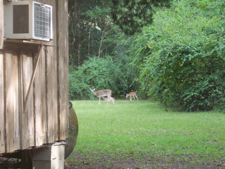 All three feeding behind my house