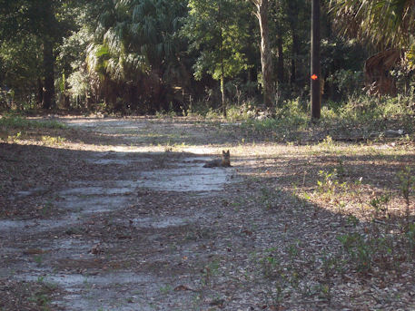 Fox located at my Parent's property.