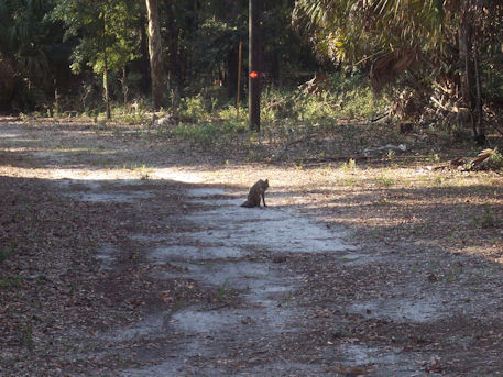 Fox located at my Parent's property.