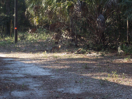 Fox located on my Parent's property.