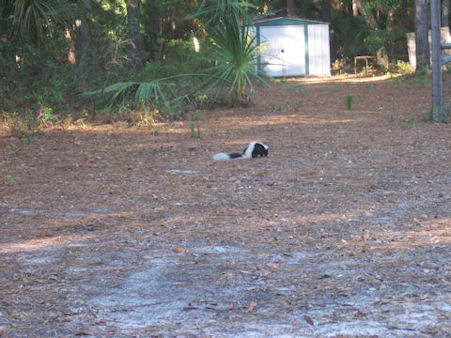 Skunk near my Grandmothers house