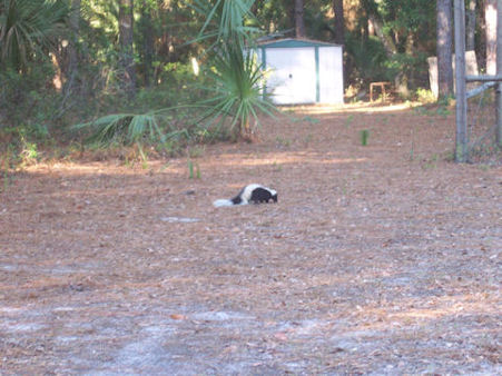Skunk near my Grandmothers house