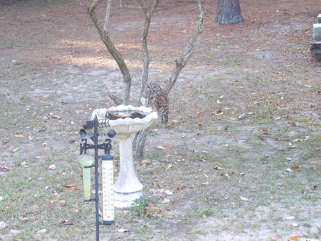 Owl behind Parent's house