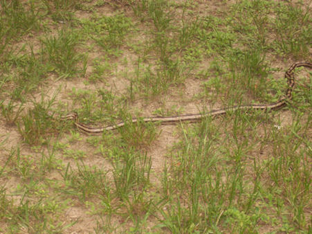 Oak snake found behind my Parents house