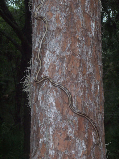 Oak snake found behind my Parents house