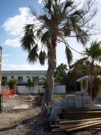 These trees were located in Marathon, Florida